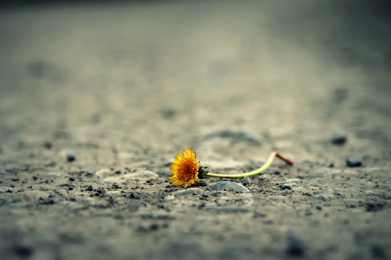 flower-1812470_1920.jpg