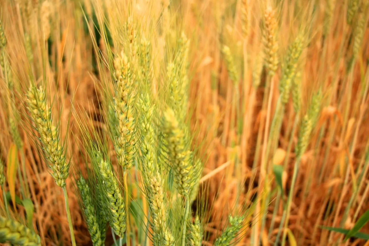 barley-2249550_1920.jpg