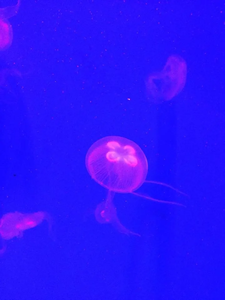 水母3.jpg