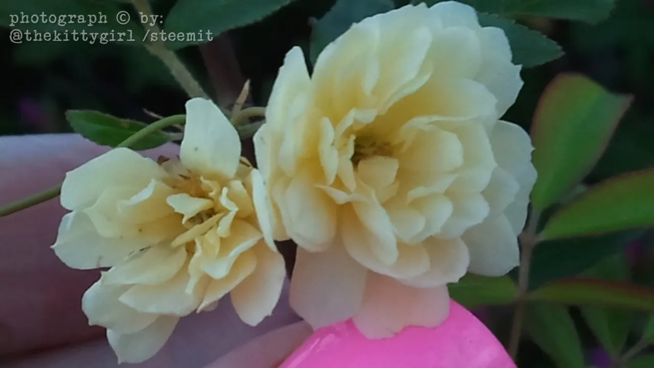 LadyBanksRose--size.jpg