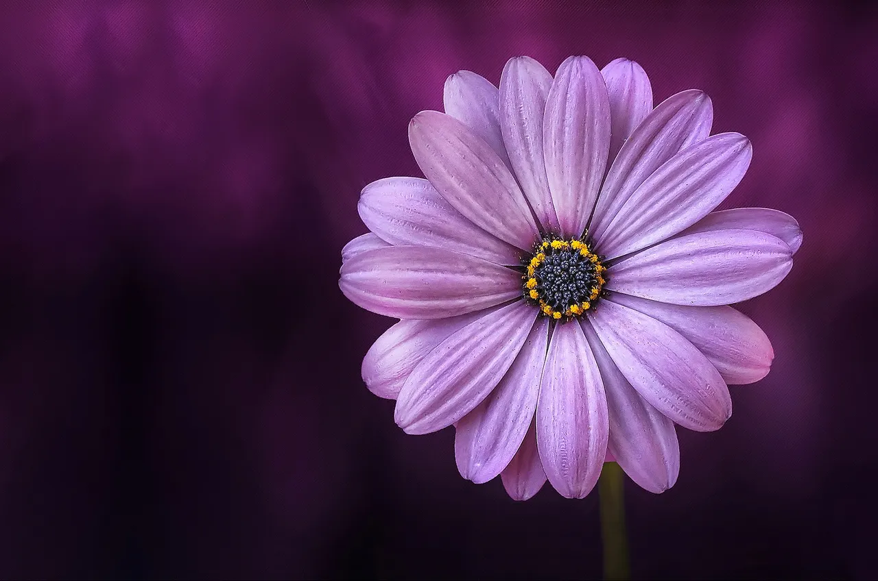 flower-purple-lical.jpg