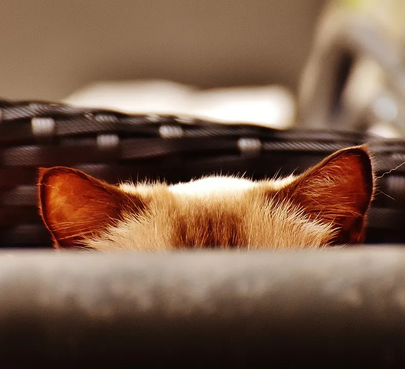 cat-1690622_960_720.jpg
