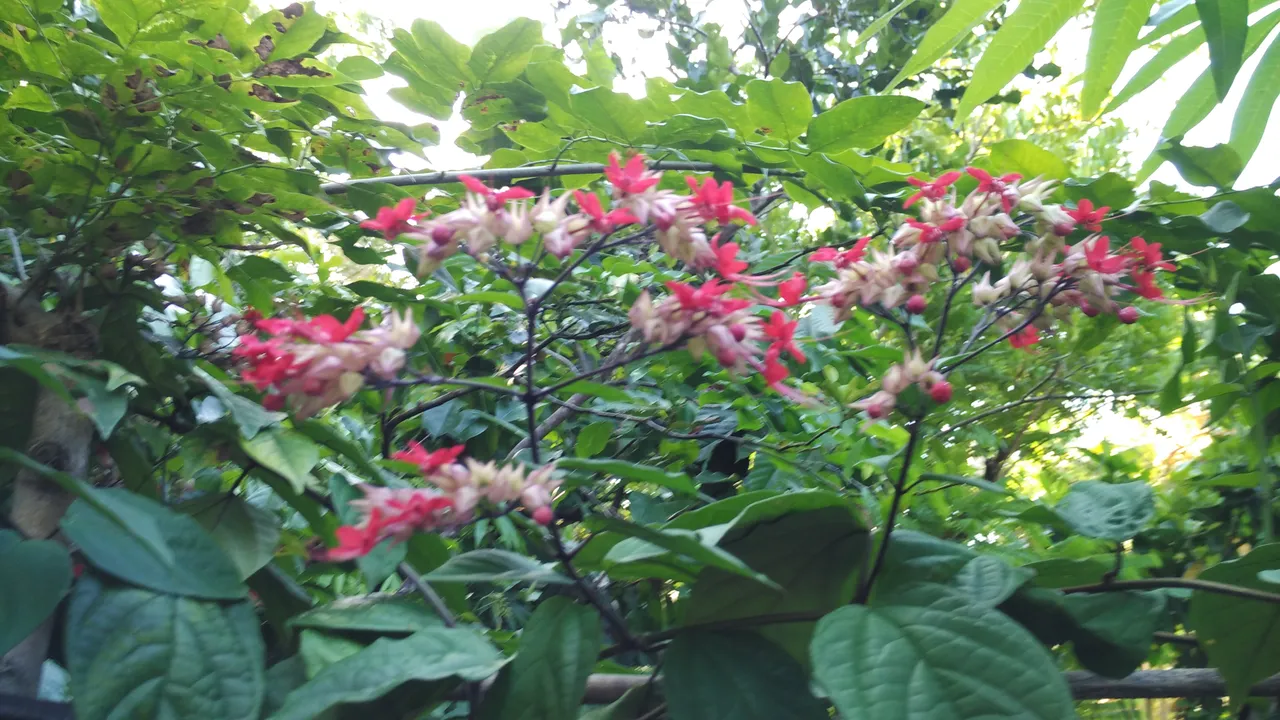 IMG_20170701_085106.jpg