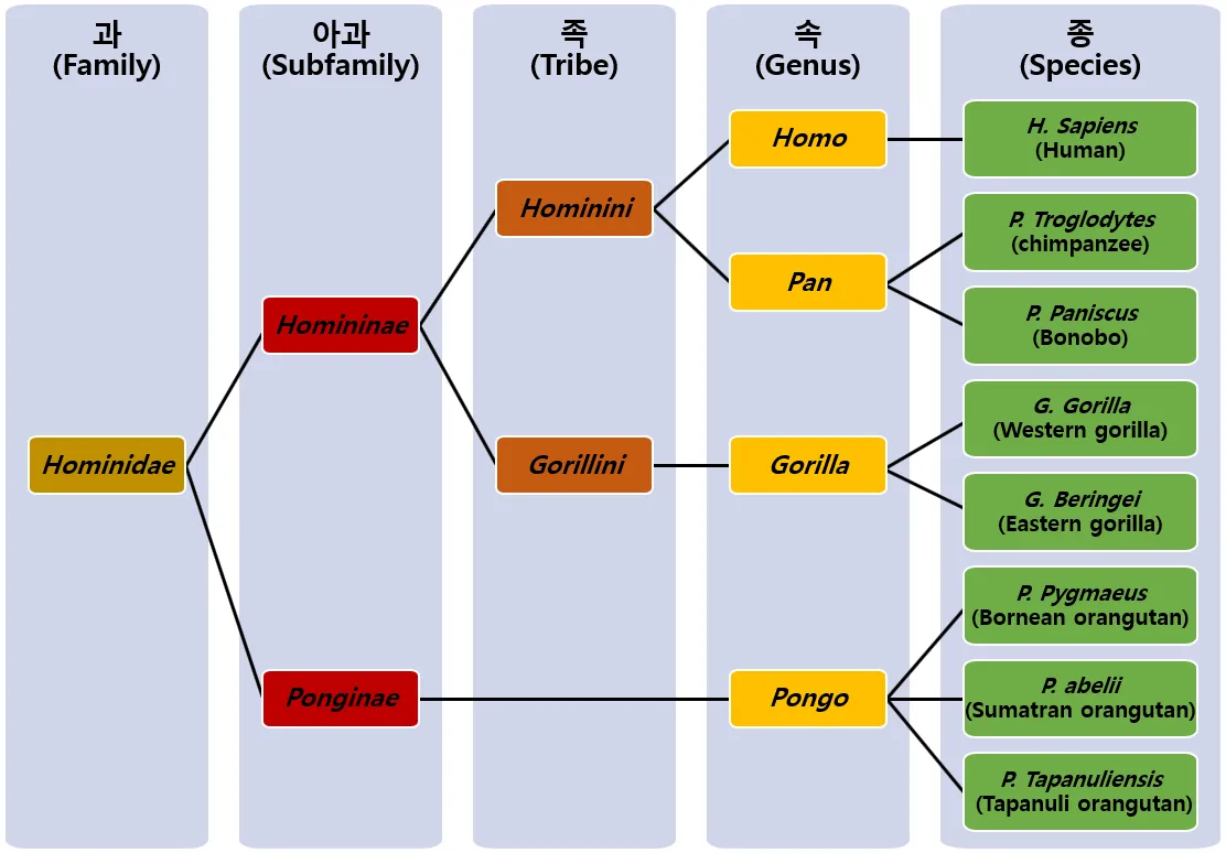 계통1.png