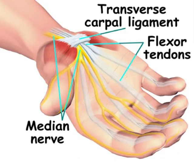 carpaltunnelanatomy.jpg