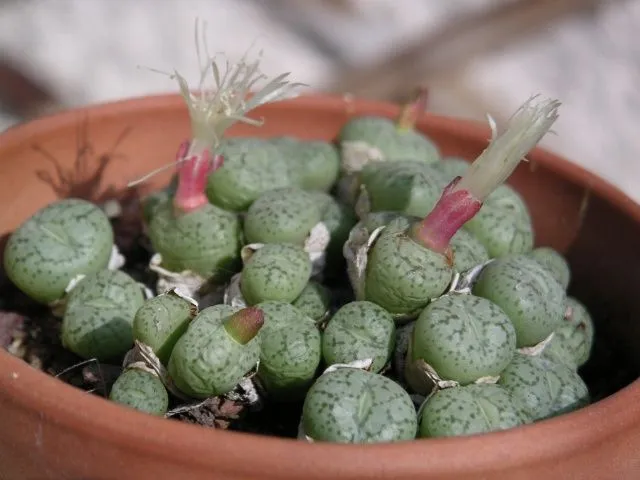 Conophytum_seitubum.jpg
