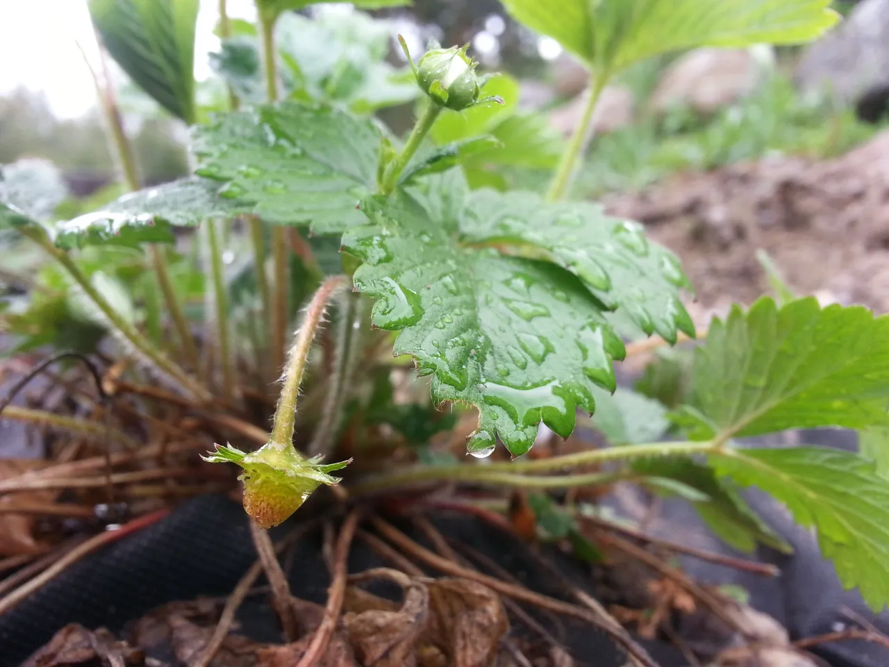 wildstrawberryberry.jpg
