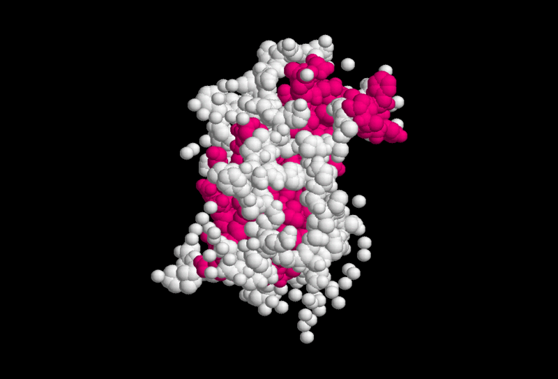 800px-Somatotropine.GIF
