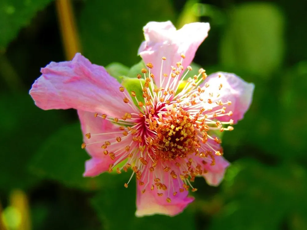 spring pink flo.JPG