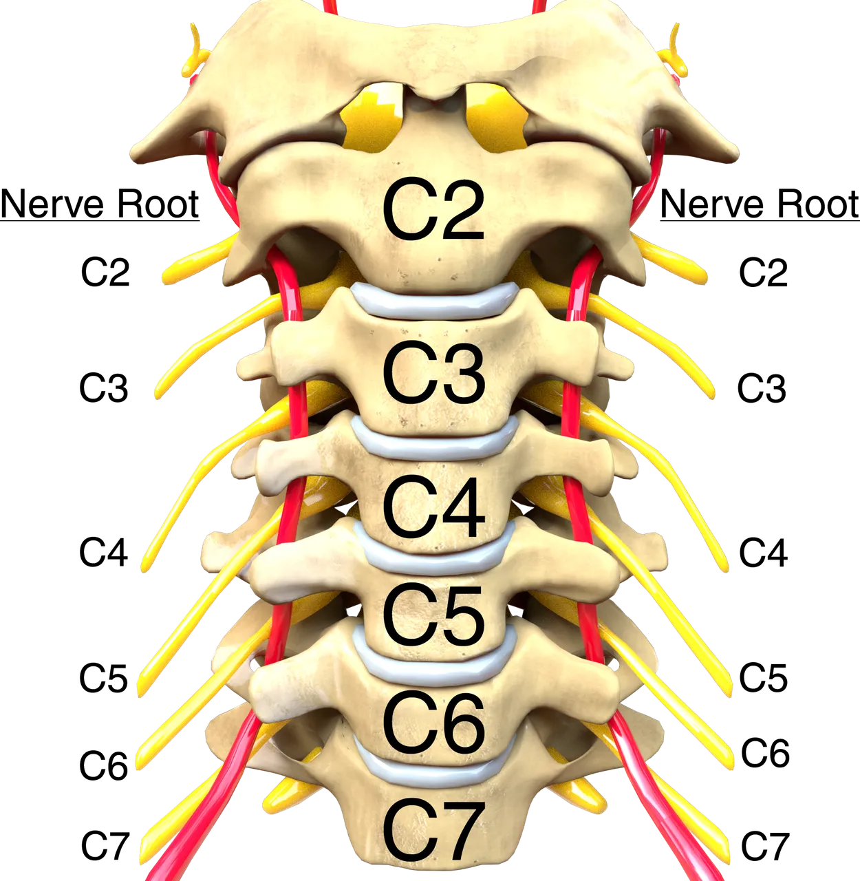 Bony Anatomy of the Vertebral Column