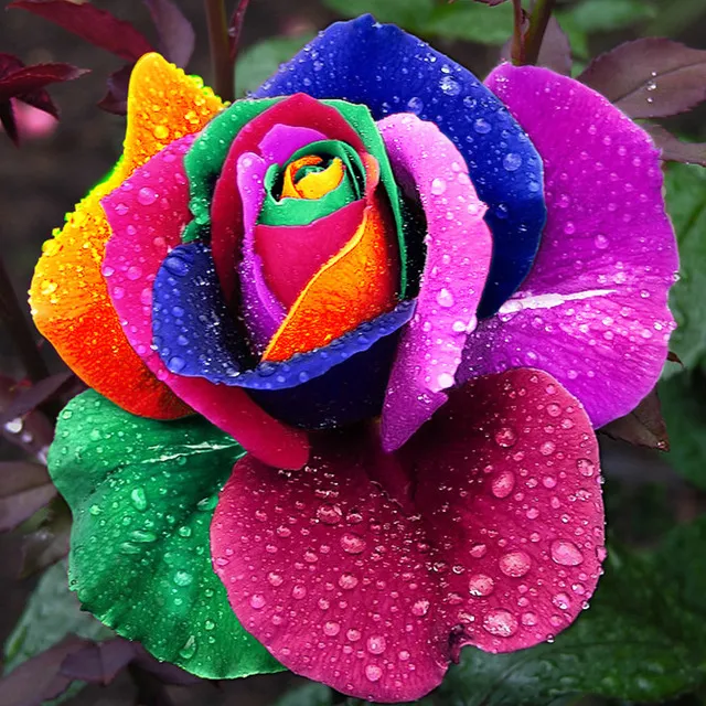 120-pcs-Seeds-Rare-Holland-Rainbow-Rose-Flower-Home-Garden-Rare-Flower-Seeds-Colorful-Rose-Seeds.jpg_640x640.jpg