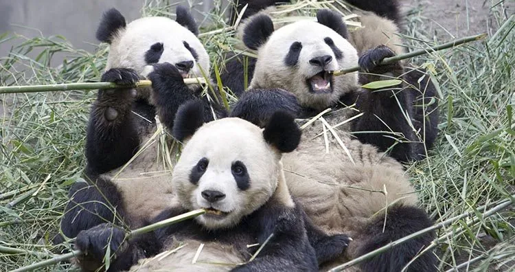 osos panda gigantes