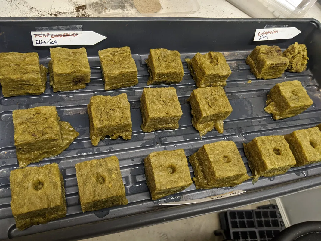 Planting the pine seeds in starter plugs