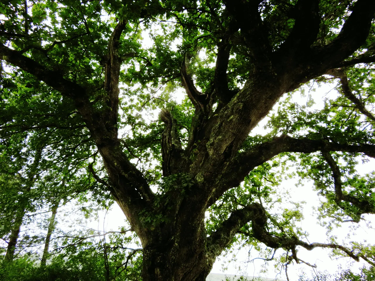 Old Oak Tree