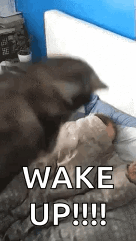 untitled.gif