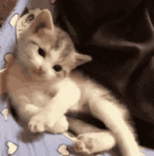 untitled.gif