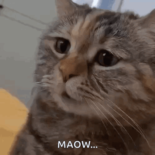 GIF Generated with Tenor in Peakd