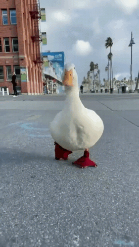 untitled.gif