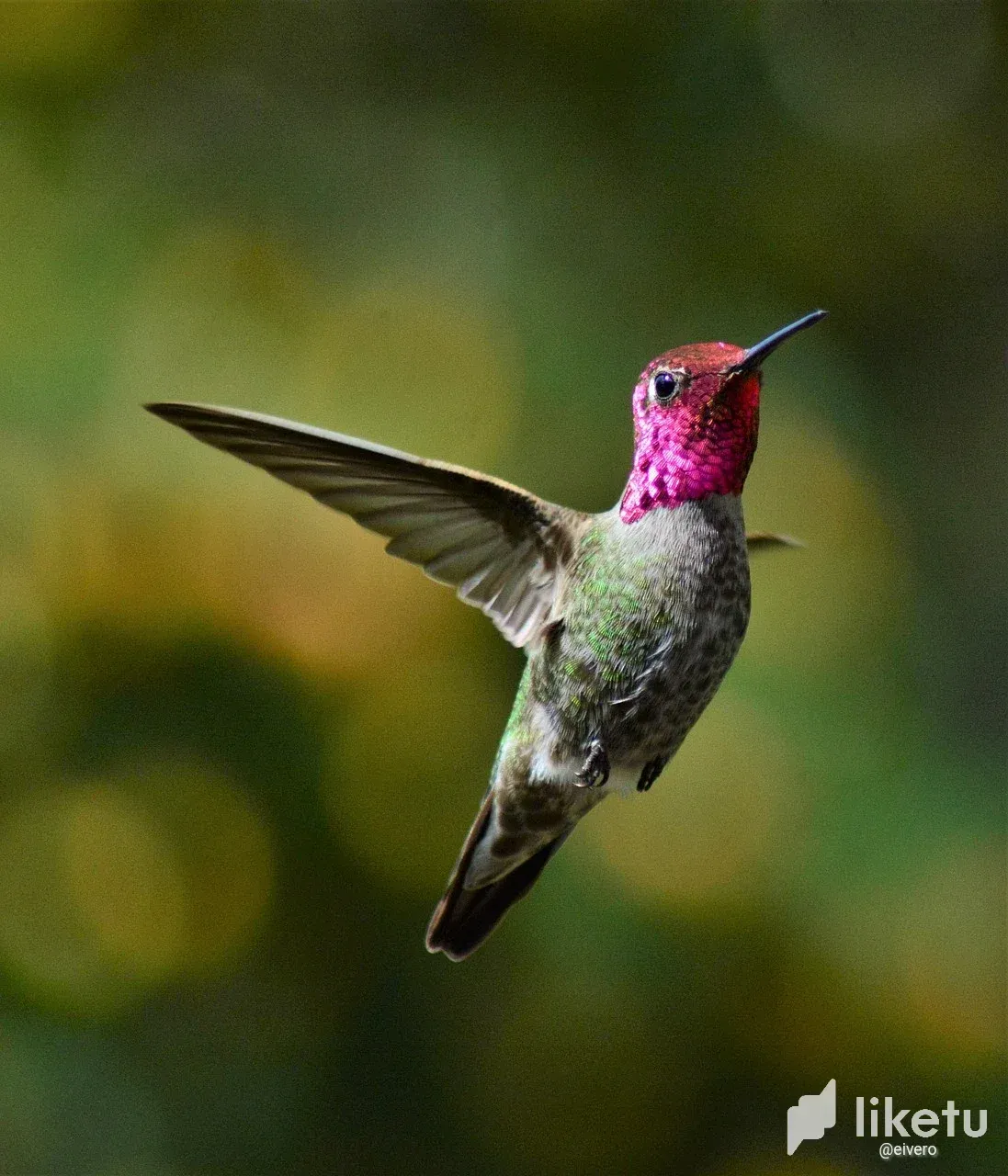 cllaznt7q00cg0xszax3831hl_hummingbird-5003882_1280.webp