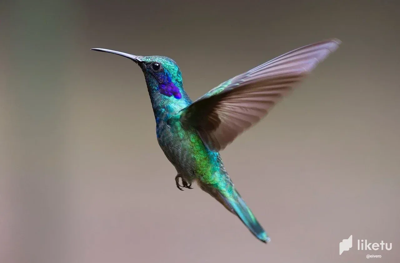 cllazoaio00b97msz4xc54j59_hummingbird-2139279_1280.webp