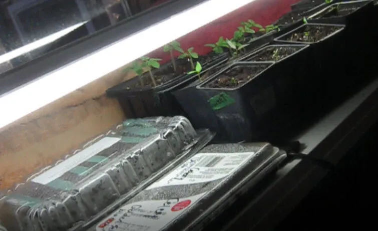 testing seeds in shallow trays potted young seedlings.jpg