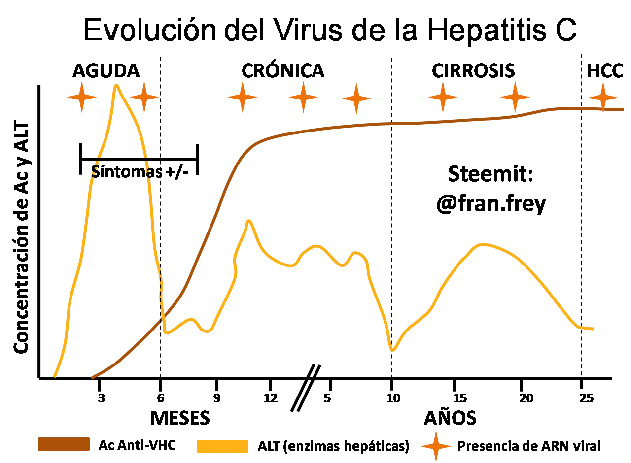 Evolución del virus de la Hepatitis C @fran.frey.png
