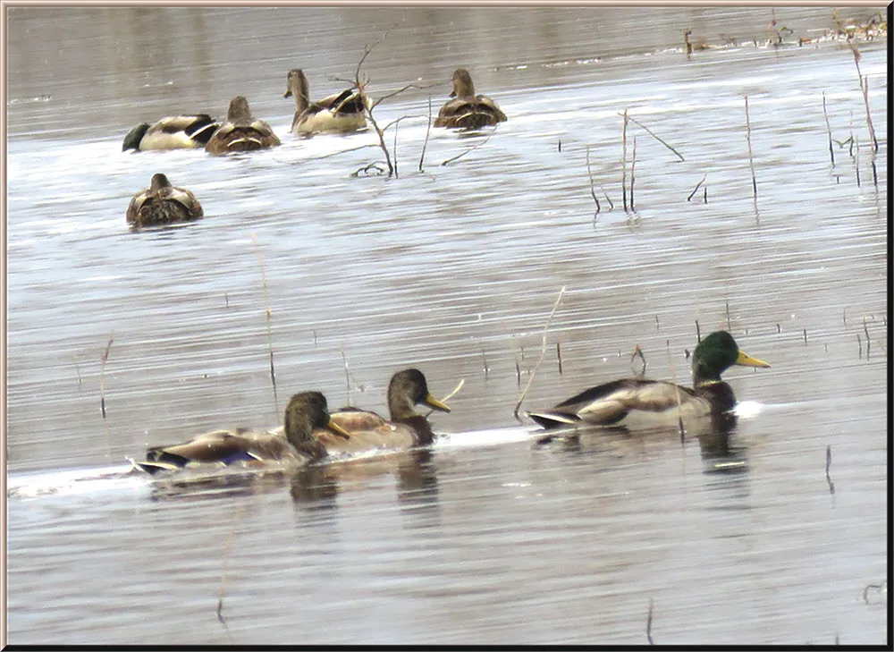 male mallard duck swimming in front of 2 juveniles and others feeding behind.JPG