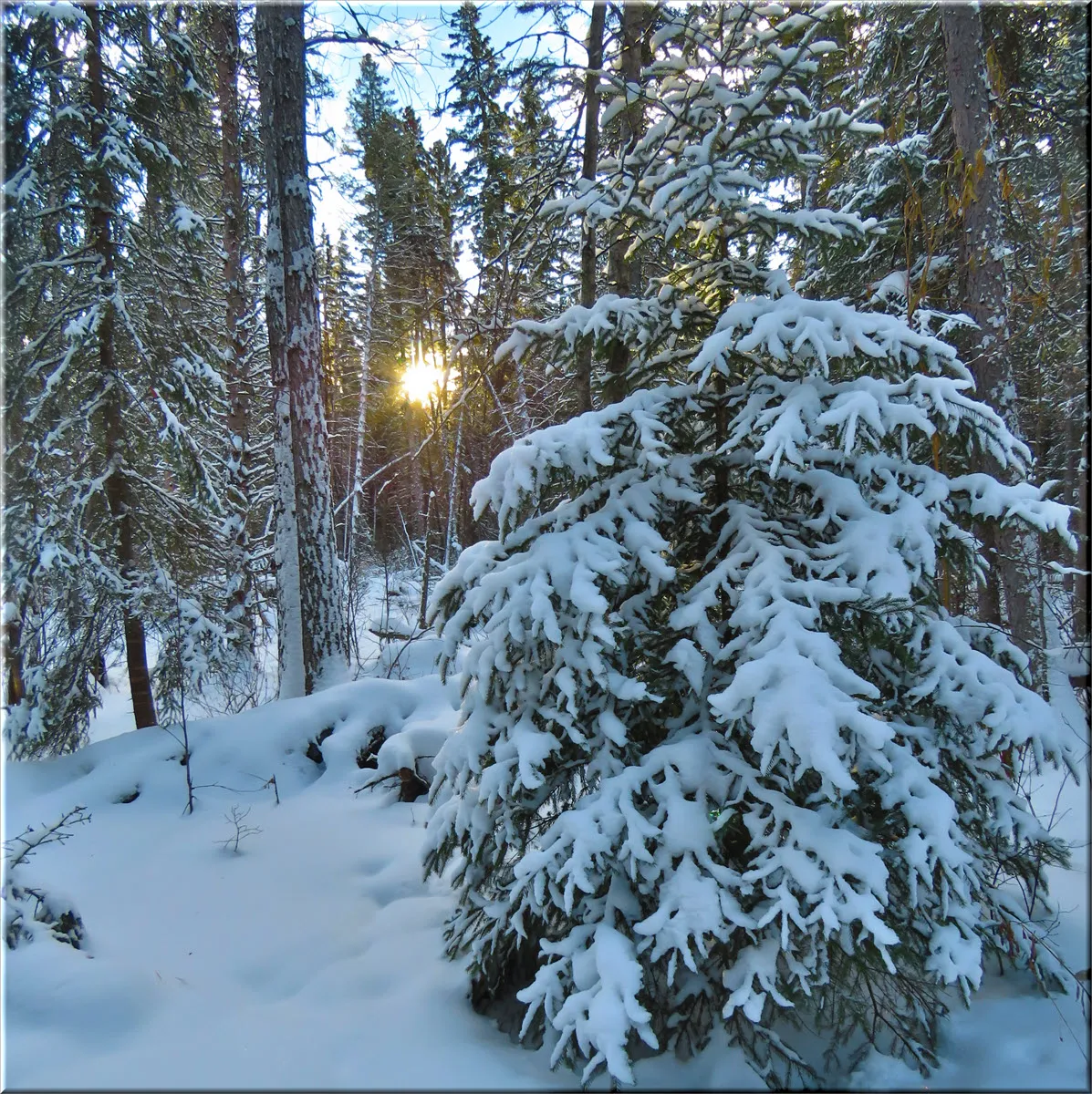 snow covered spruce tree with sun rising thru black spruce in the background.JPG