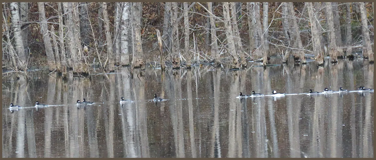 family of buffleheads swimming in a row in reflections of poplar tree trunks.JPG