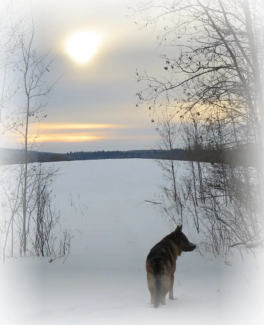 Bruno standing in snow at head of trail to hilltop clouded snow low in sky.JPG