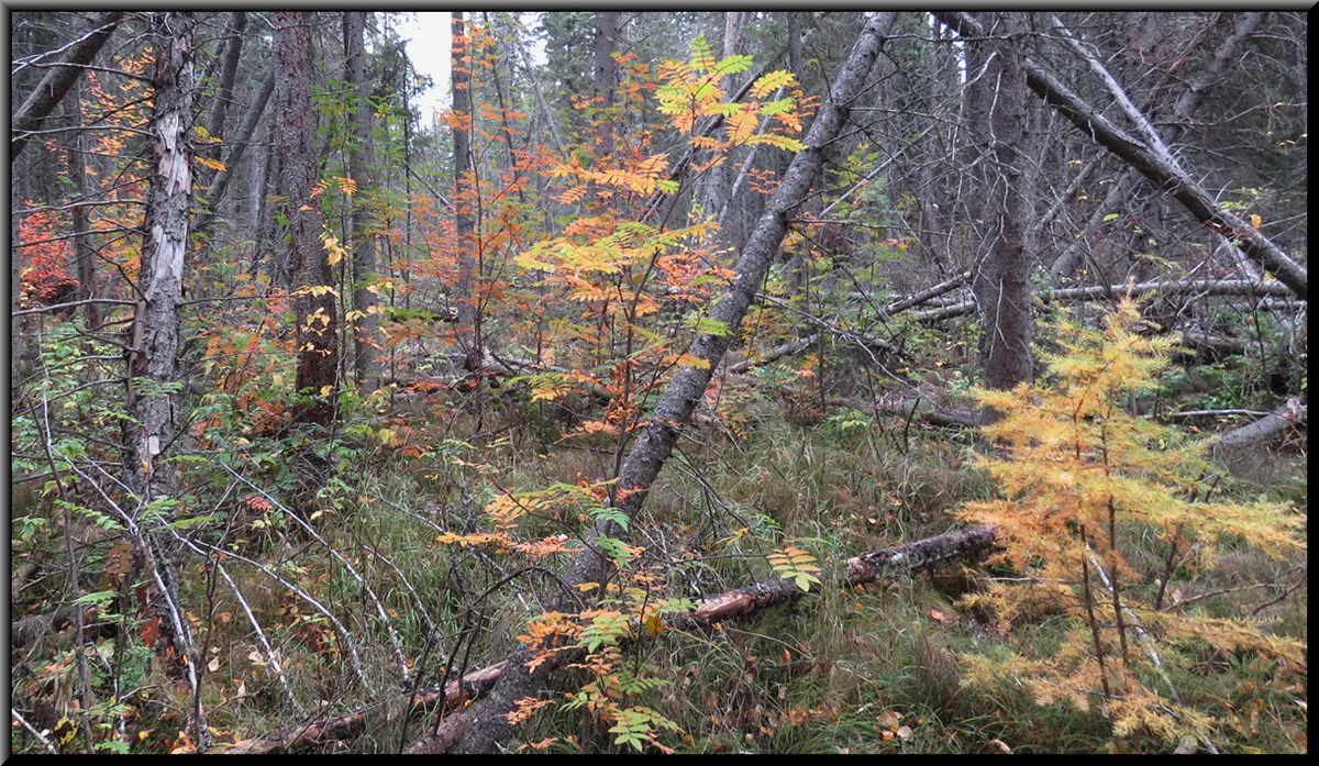 young tamarick and mountain ash trees add orang and yellows to the landscape.JPG