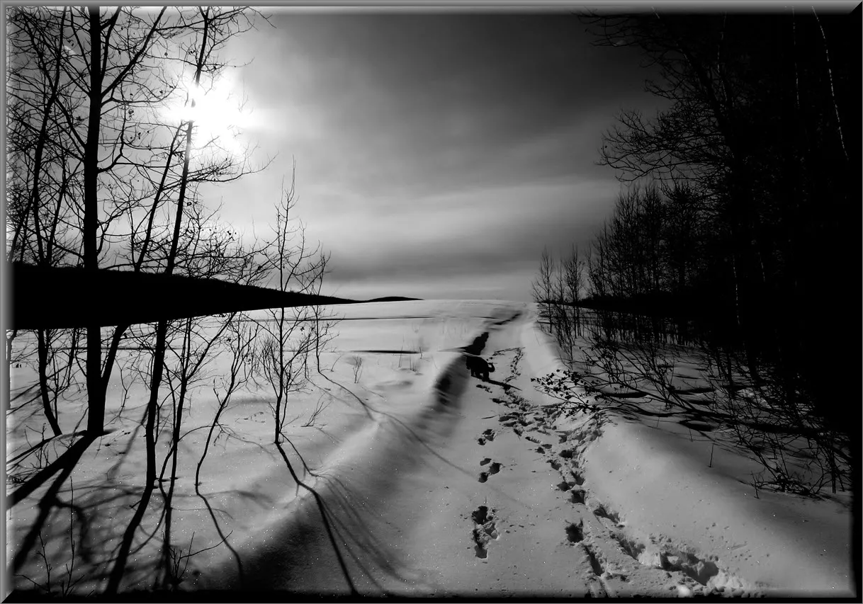sublime scene Bruno on trail from top of hill pristine snow black and white.JPG