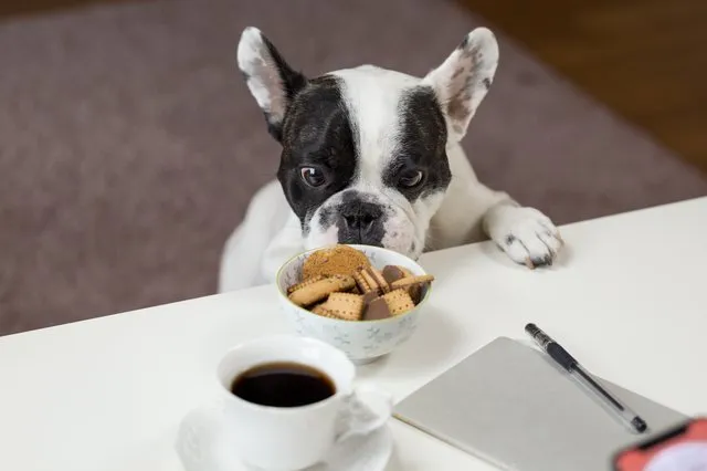 white-and-black-english-bulldog-stands-in-front-of-crackers-688961 (2).jpg