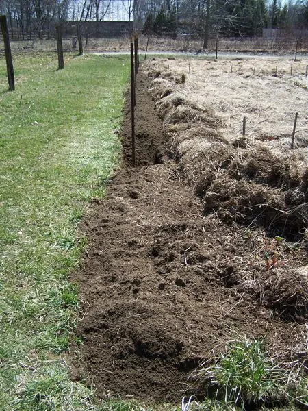 Big garden - fence 1-2 way, rhubarb crop April 2018.jpg