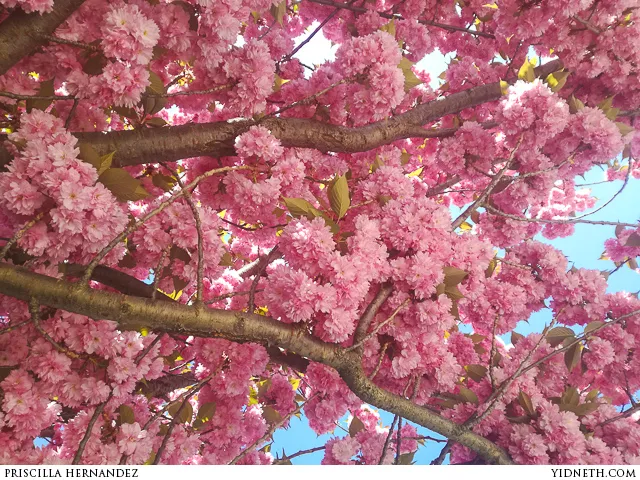 spring cherry tree - by priscilla Hernandez (yidneth.com).jpg