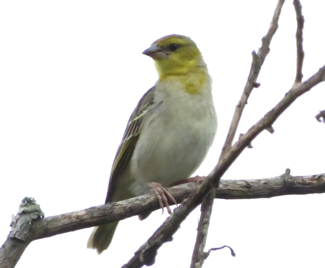 6162-Lemon-breasted_Canary.JPG