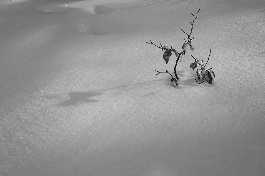 Saproling_in_the_Snow_s_BW.jpg