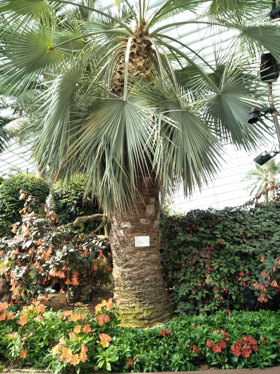 0b Mexican blue palm.jpg