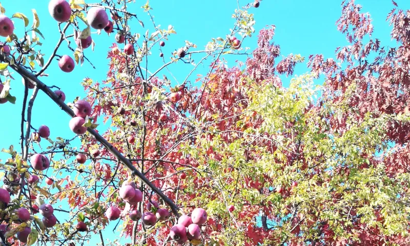 autumn-apples-crop-smaller.jpg