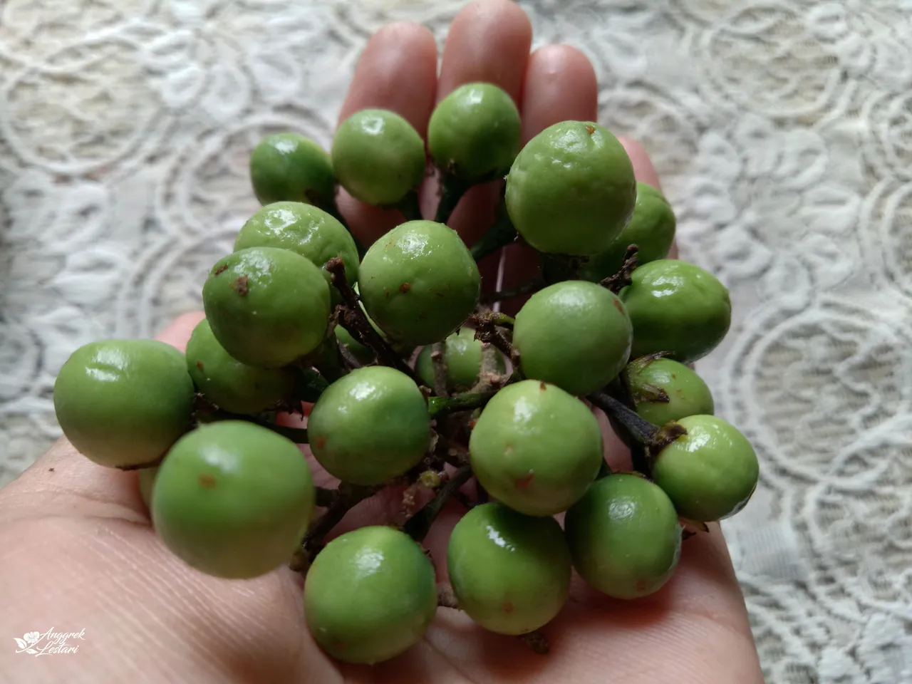 Solanum Torvum Fruits2.jpg