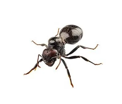 main_black-house-ant-image.jpg
