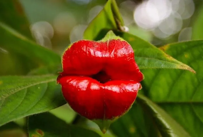 psychotria-elata-1-696x469.jpg