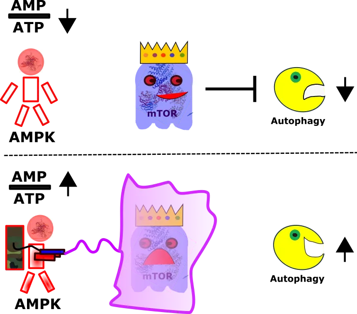 AMPK signaling english.png