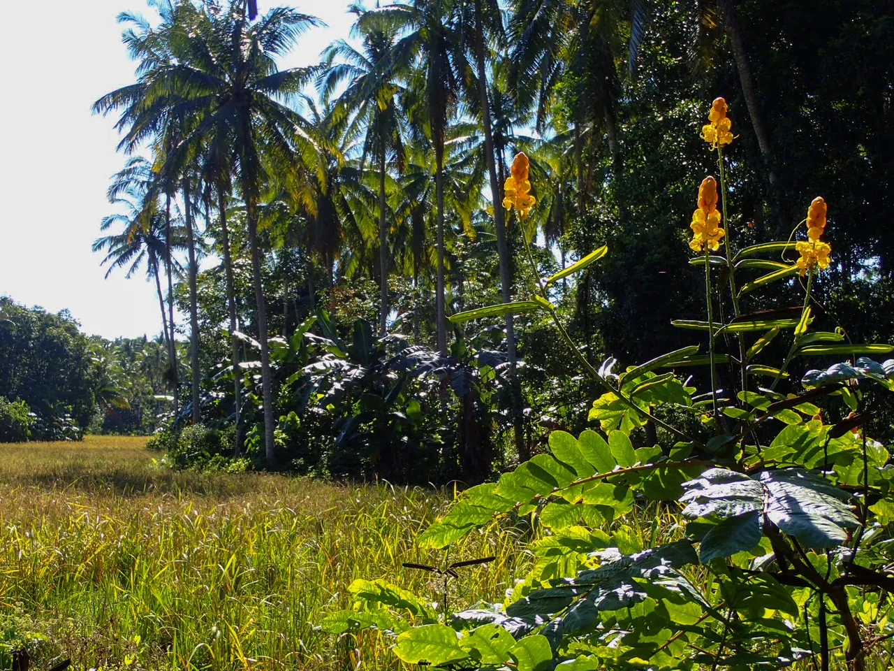 LRM_EXPORT_20180613_154953.jpg