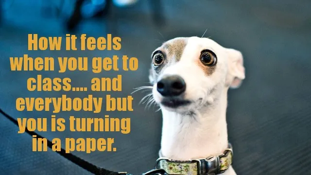 tinydog_nightmare_scenario.jpg