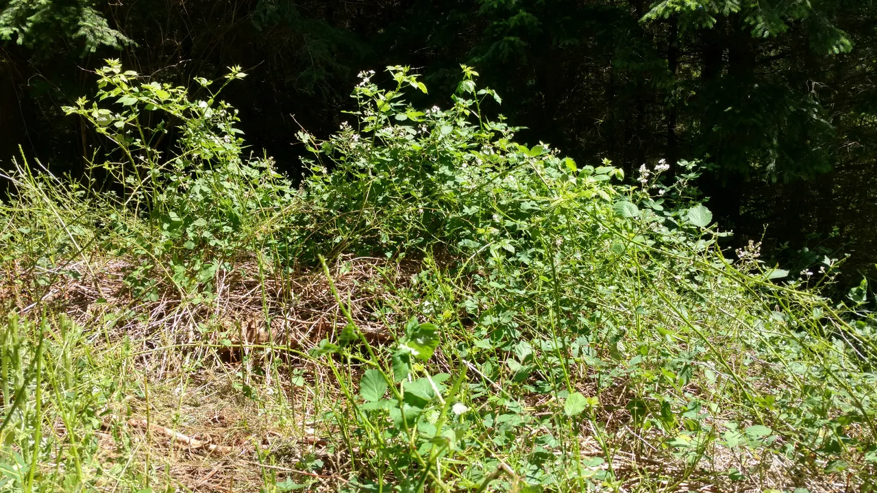 IMG_20190630_113047433_HDR.jpg