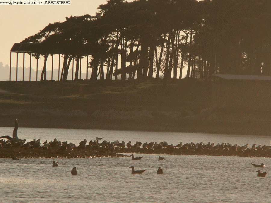 1 sunny AUTUMNbeachGIF.gif