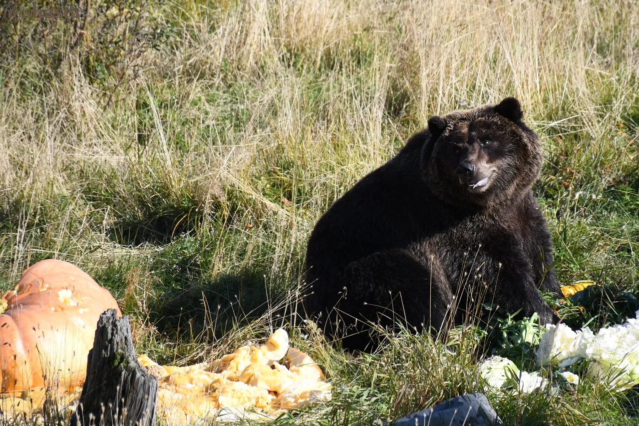 shasta2018oct29th47bear7io.jpg