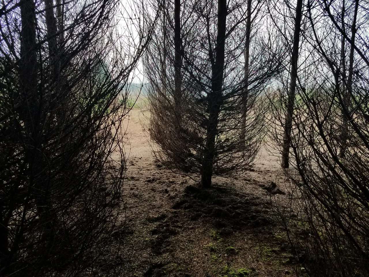 dark-in-the-crowded-forest.jpg