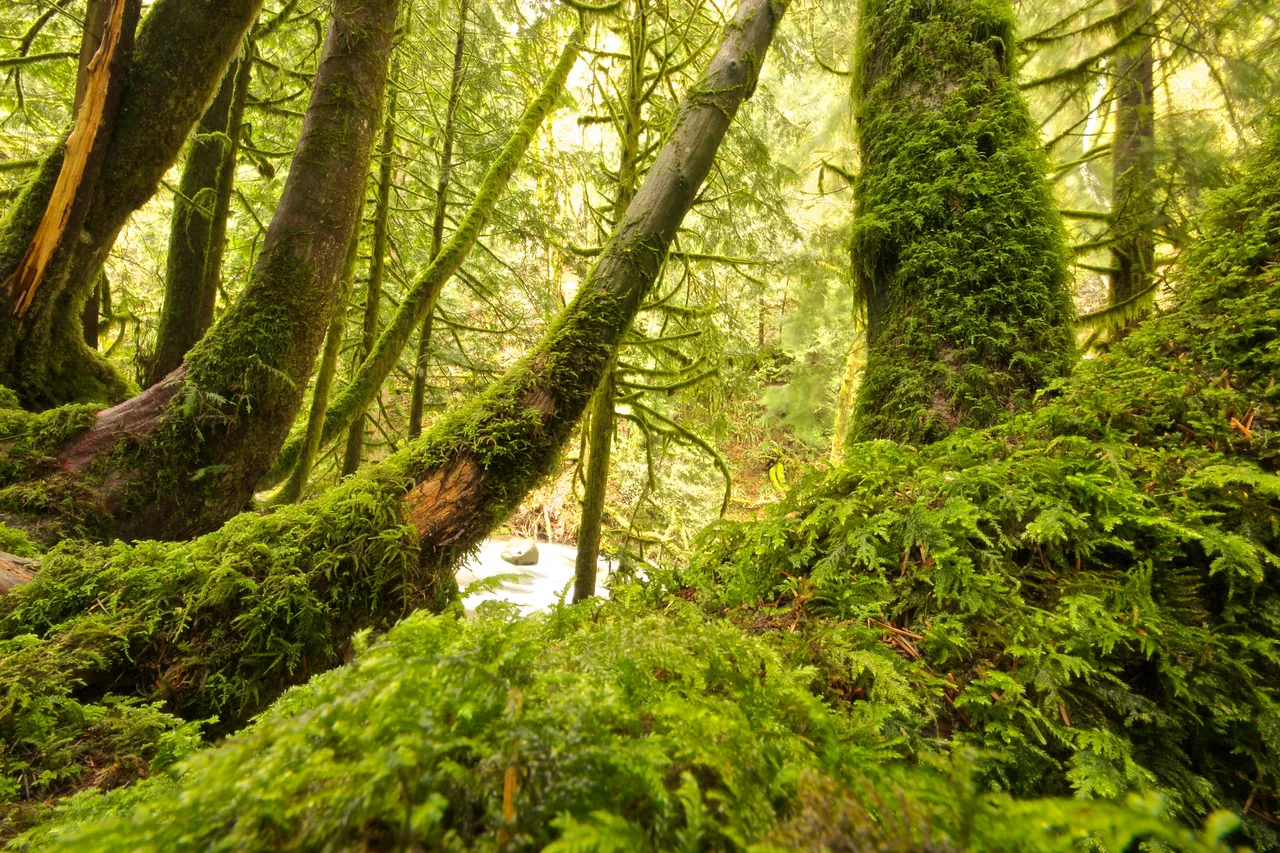 Fantastic Green Forest.jpg